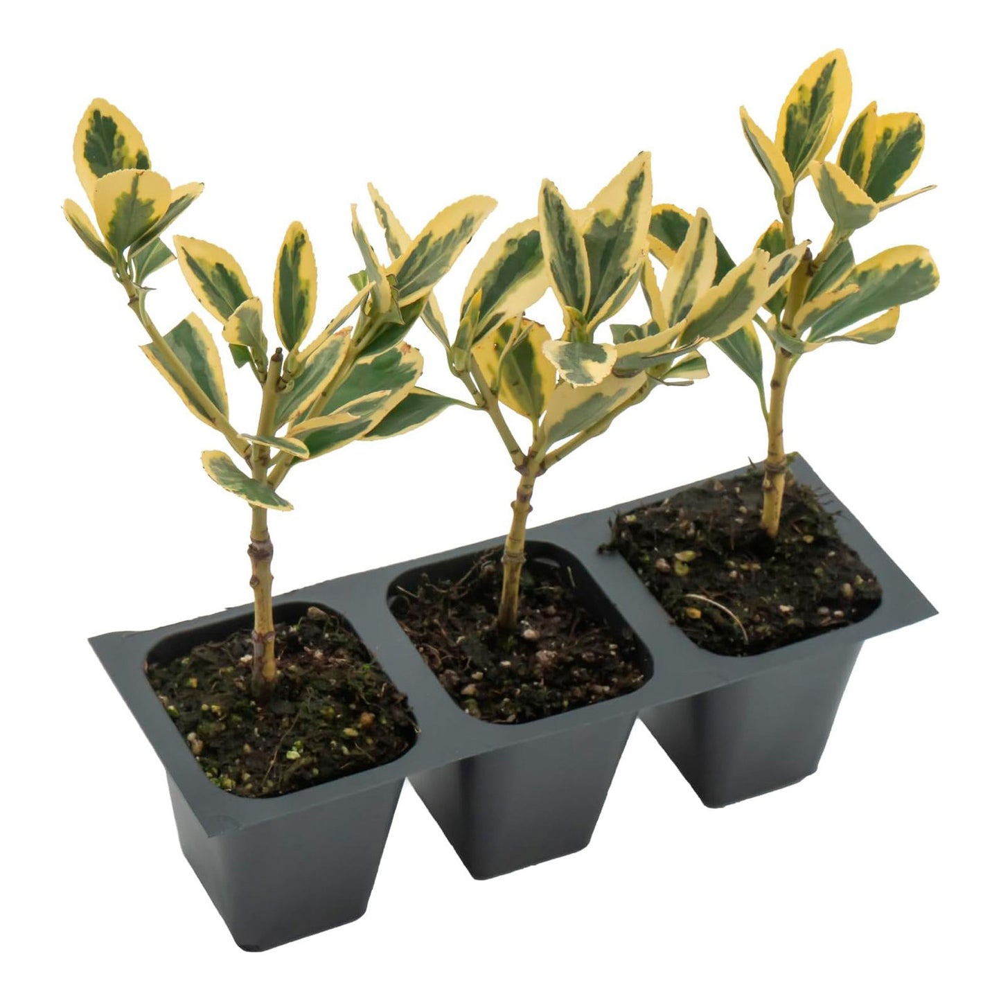 Silver King Euonymus | Live Plant in 2.5 Inch Nursery Cube | Euonymus Japonica