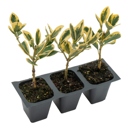 Silver King Euonymus | Live Plant in 2.5 Inch Nursery Cube | Euonymus Japonica
