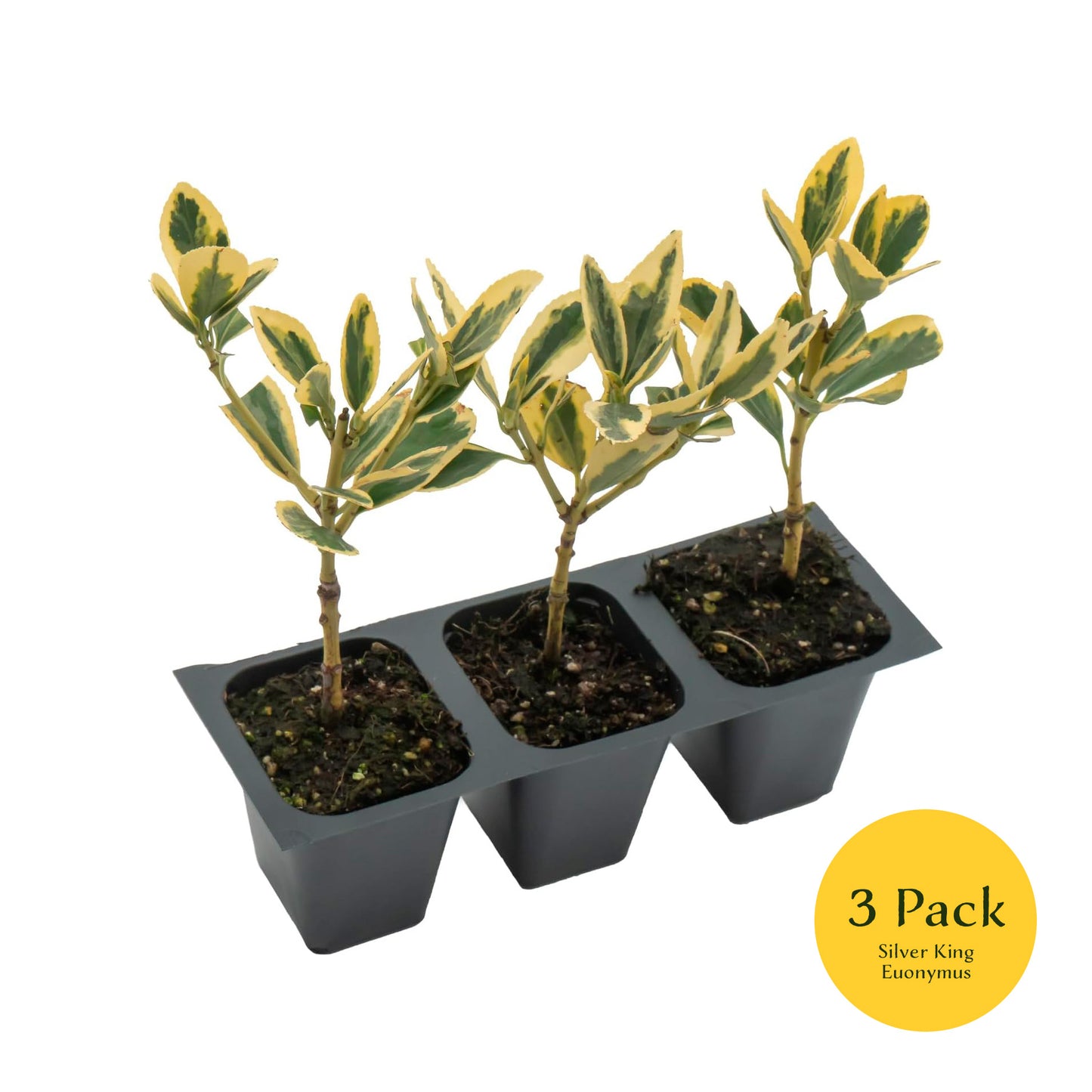Silver King Euonymus | Live Plant in 2.5 Inch Nursery Cube | Euonymus Japonica