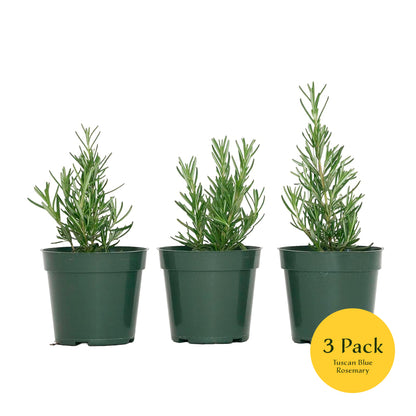 Tuscan Blue Rosemary | Live Herb in 4 Inch Nursery Pot | Rosmarinus officinalis
