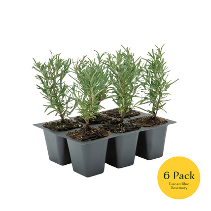 Tuscan Blue Rosemary | Live Herb in 2.5 Inch Nursery Cube | Rosmarinus Officinalis
