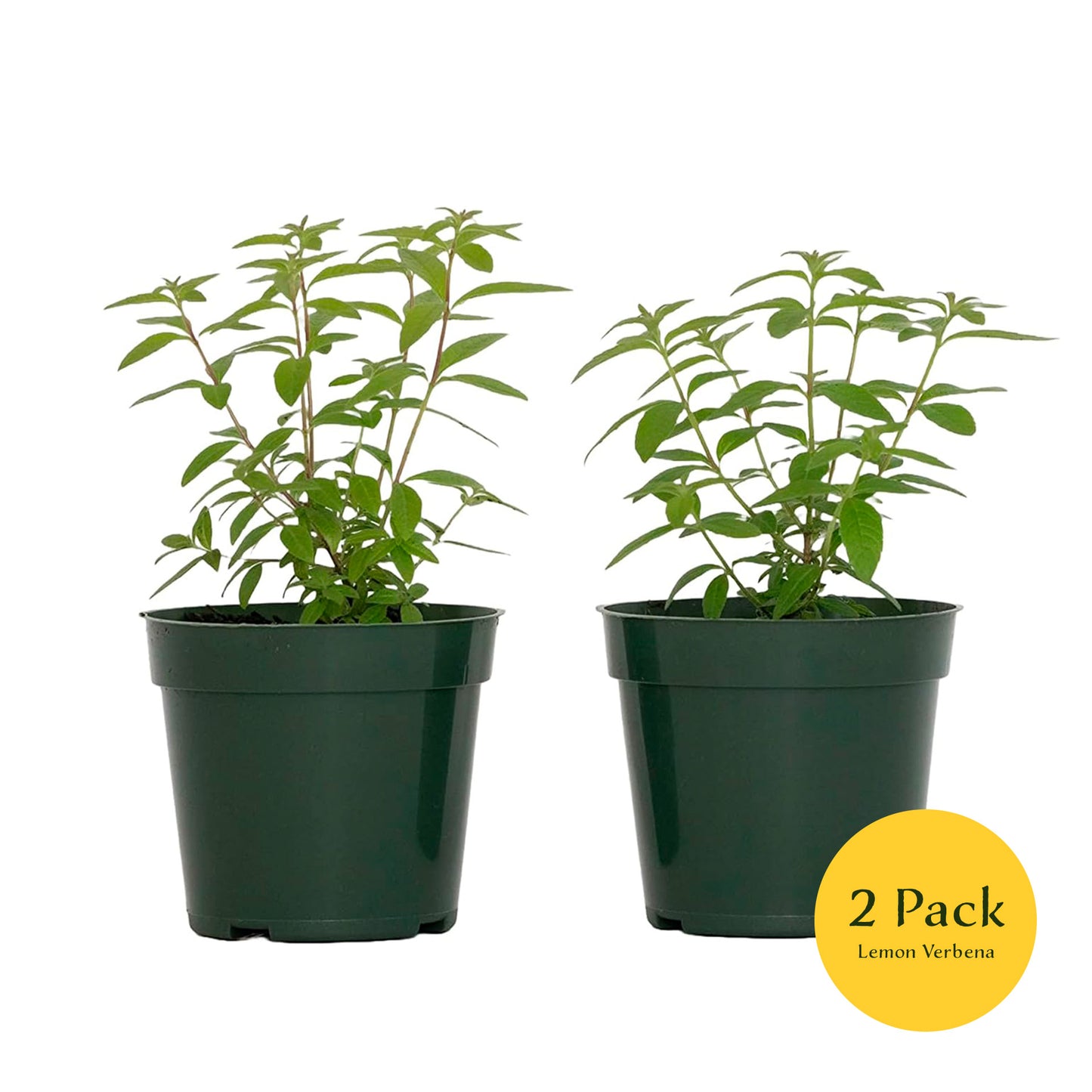 Lemon Verbena | Live Herb in 4 Inch Nursery Cube | Aloysia citriodora