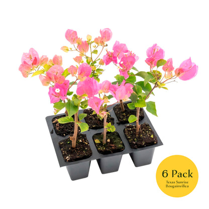 Texas Sunrise Bougainvillea | Live Plant in 2.5 Inch Nursery Cube | Bougainvillea 'Texas Sunrise'