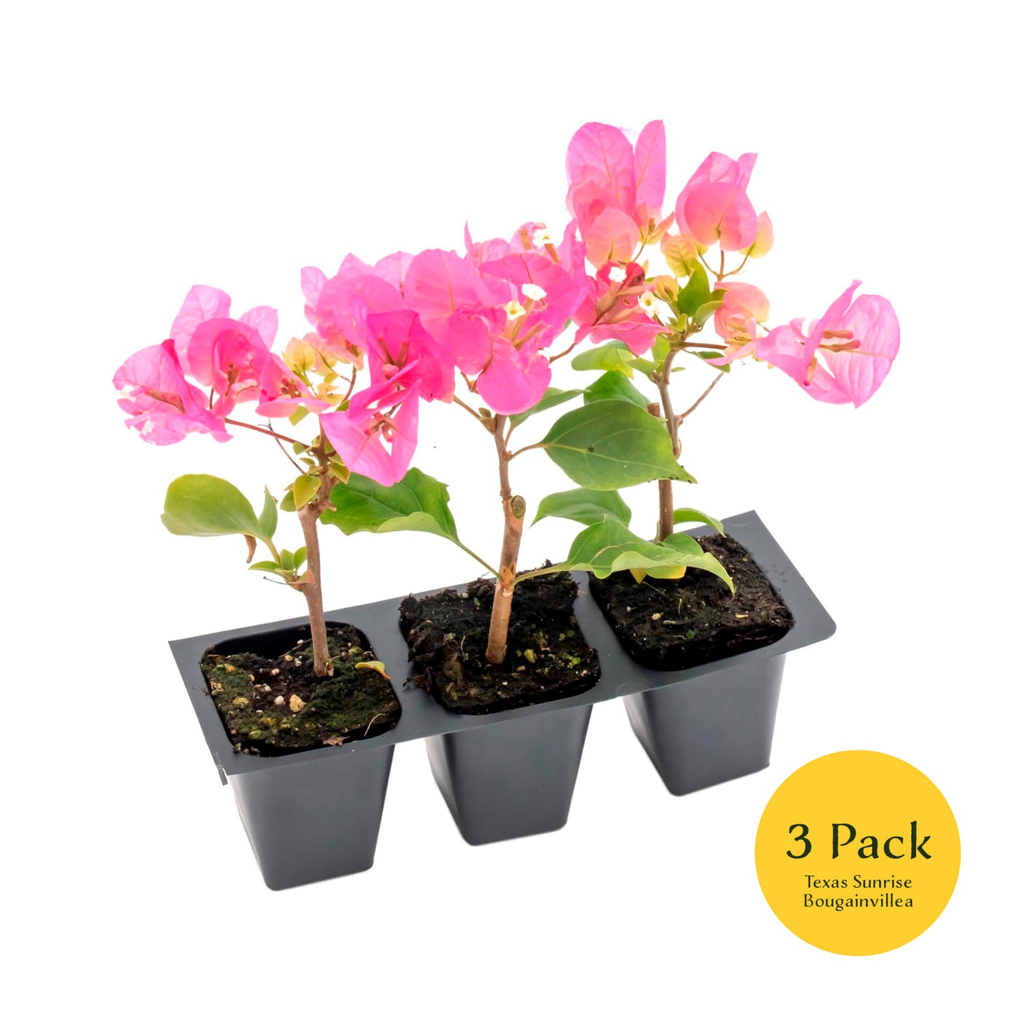 Texas Sunrise Bougainvillea | Live Plant in 2.5 Inch Nursery Cube | Bougainvillea 'Texas Sunrise'
