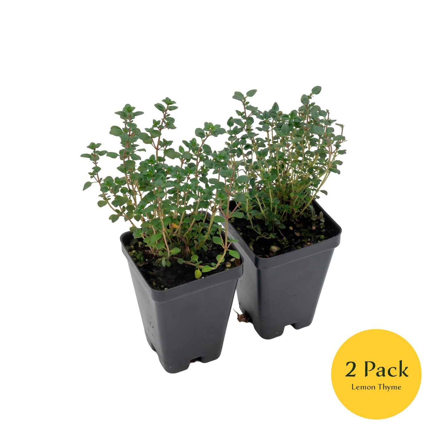 Lemon Thyme | Live Herb in 2.5 Inch Nursery Cube | Thymus Citriodorus