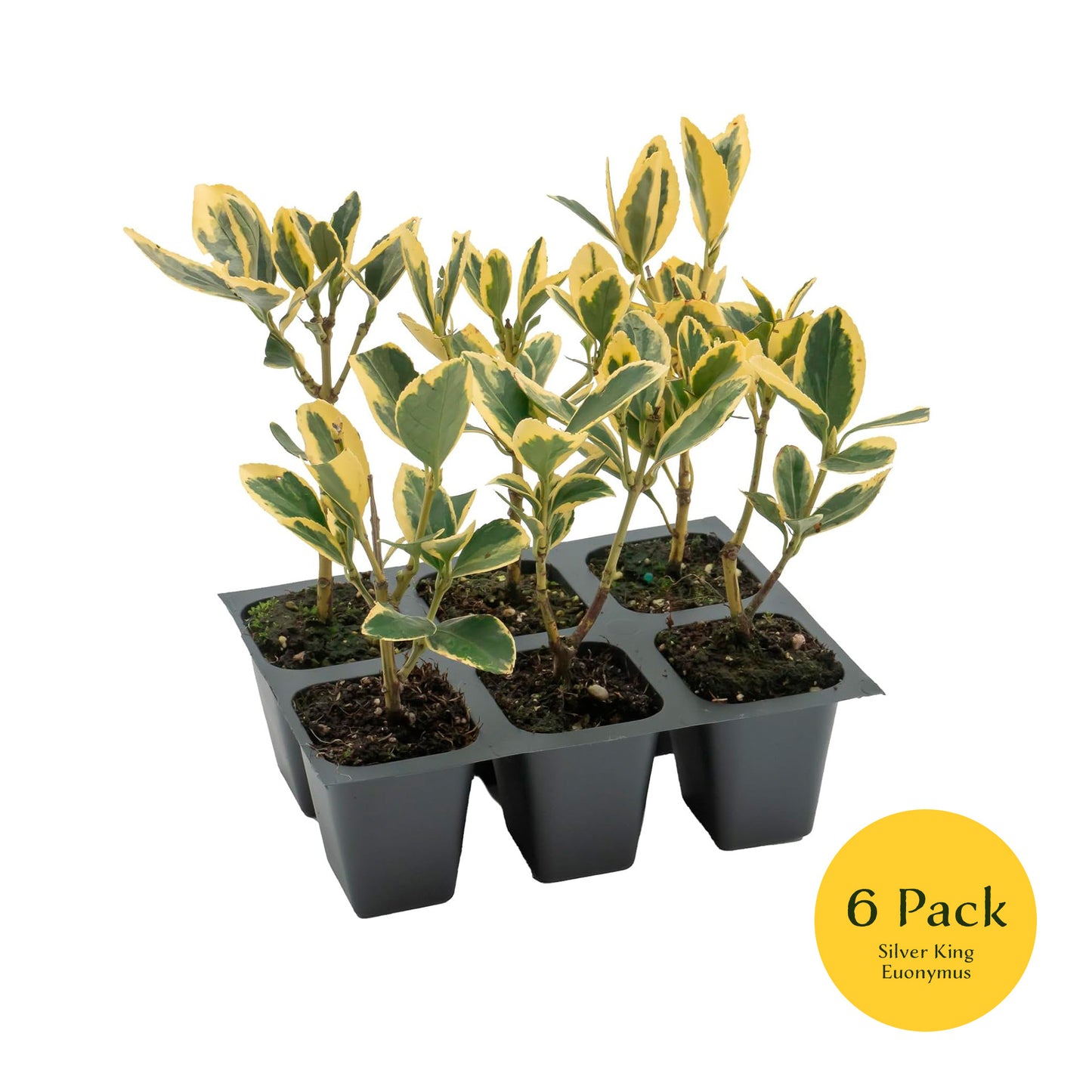 Silver King Euonymus | Live Plant in 2.5 Inch Nursery Cube | Euonymus Japonica