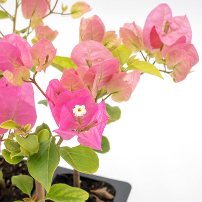 Texas Sunrise Bougainvillea | Live Plant in 2.5 Inch Nursery Cube | Bougainvillea 'Texas Sunrise'