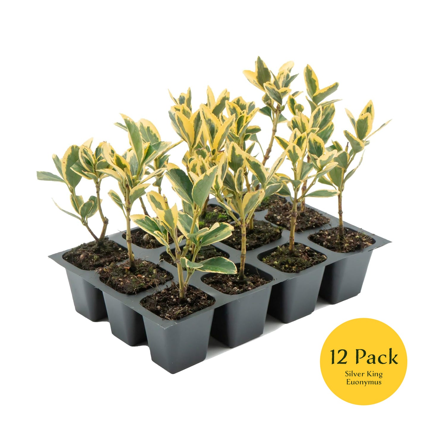 Silver King Euonymus | Live Plant in 2.5 Inch Nursery Cube | Euonymus Japonica