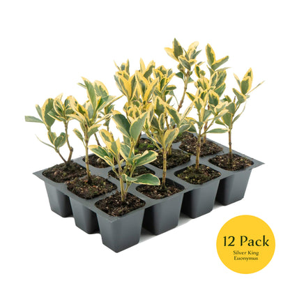 Silver King Euonymus | Live Plant in 2.5 Inch Nursery Cube | Euonymus Japonica