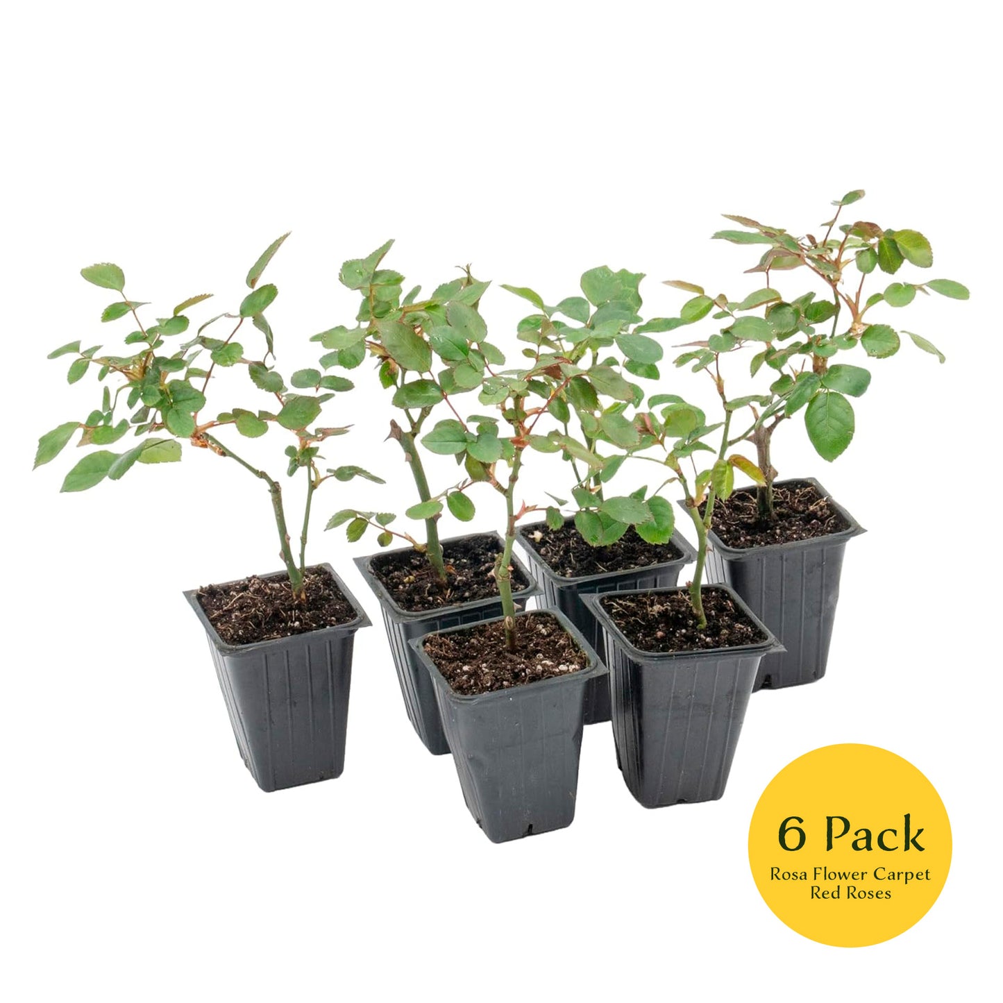 "Flower Carpet Red" Rose | Live Plant in 2.5 Inch Nursery Cube | Rosa x ‘Noare’
