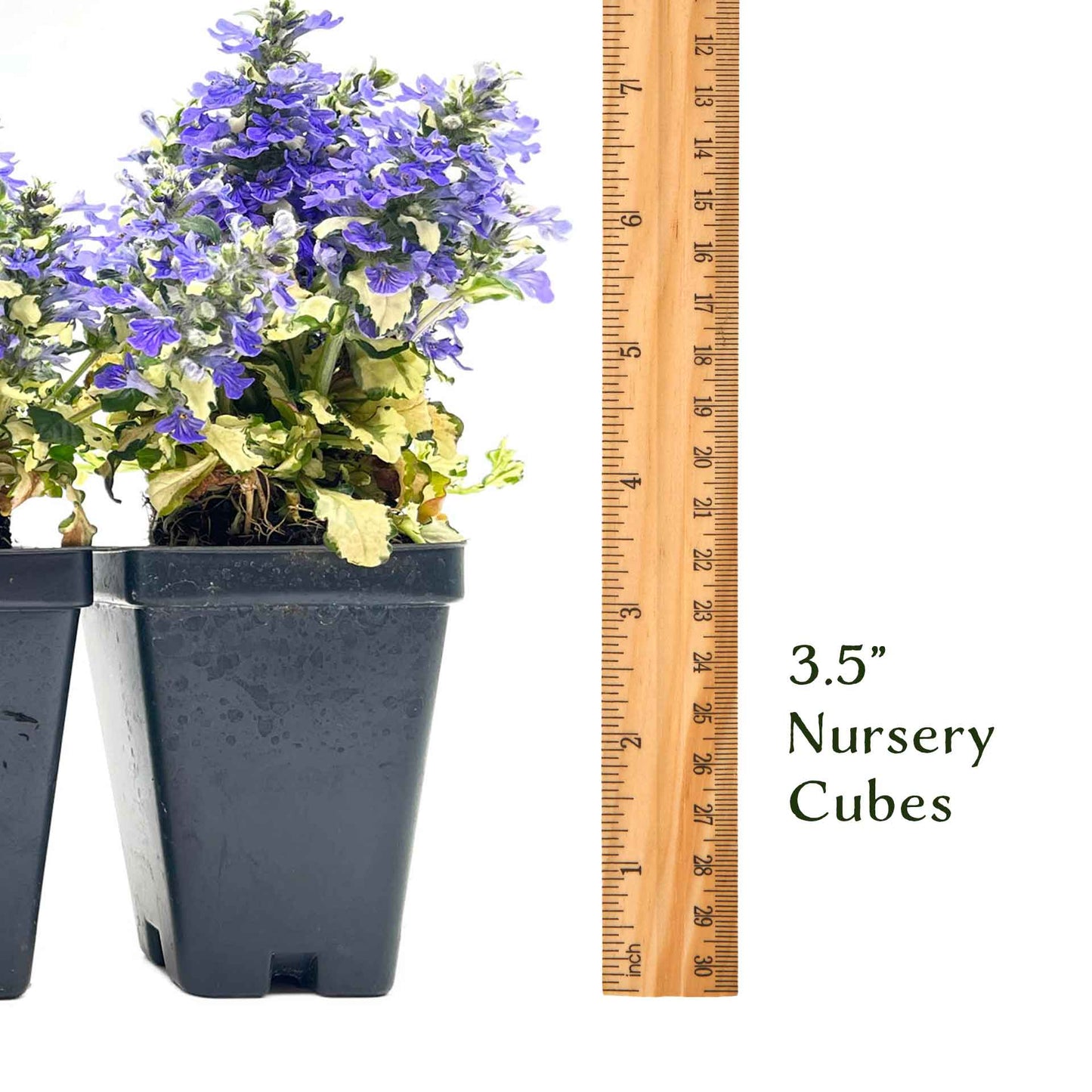 Princess Leia Bugleweed (Ajuga reptans ‘Princess Leia’)