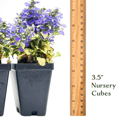 Princess Leia Bugleweed (Ajuga reptans ‘Princess Leia’)