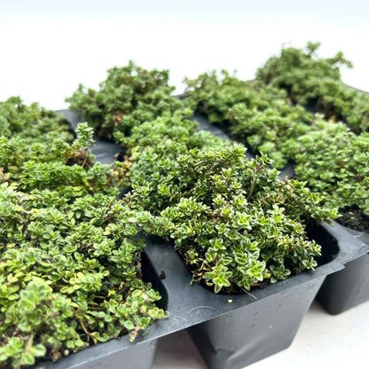 Elfin Thyme (Thymus serpyllum 'Elfin')