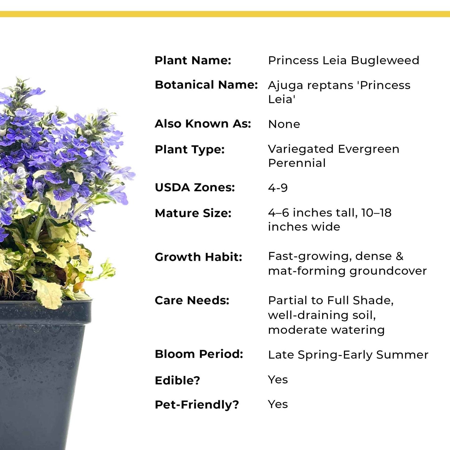 Princess Leia Bugleweed (Ajuga reptans ‘Princess Leia’)