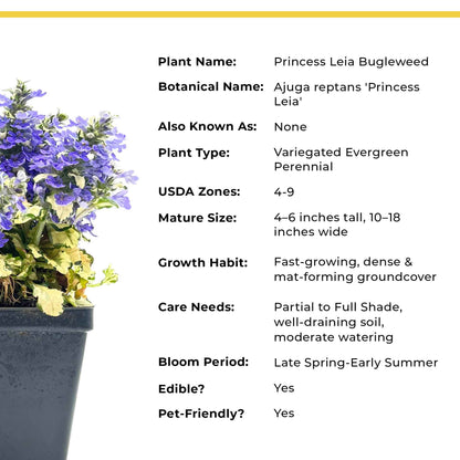 Princess Leia Bugleweed (Ajuga reptans ‘Princess Leia’)