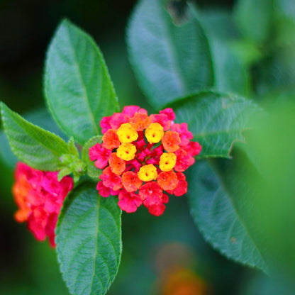 Irene Lantana | Live Plant in 2.5 Inch Nursery Cube | Lantana camara 'Irene'