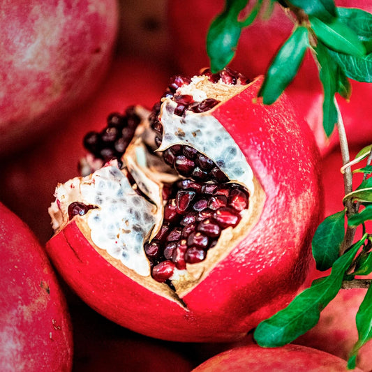 Pomegranate "Wonderful" Tree | Live Sapling in 2.5 Inch Nursery Cube | Punica Granatum 'Wonderful'