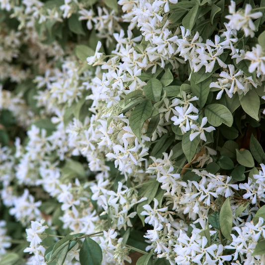 Star Jasmine | Live Plant in 2.5 Inch Nursery Cube | Trachelospermum Jasminoides