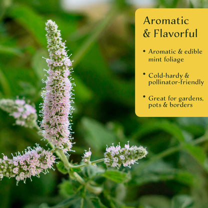 2 Peppermint Plants – Fragrant Edible Perennial Herb for Fresh Tea, Cooking & Easy Growing in Containers & Herb Gardens (Mentha piperita L.)
