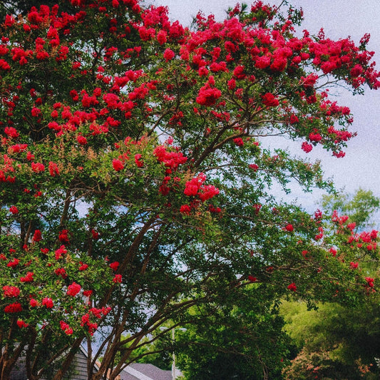 Red Rocket Crepe Myrtle Tree | Live Sapling in 2.5 Inch Nursery Cube | Lagerstroemia Indica