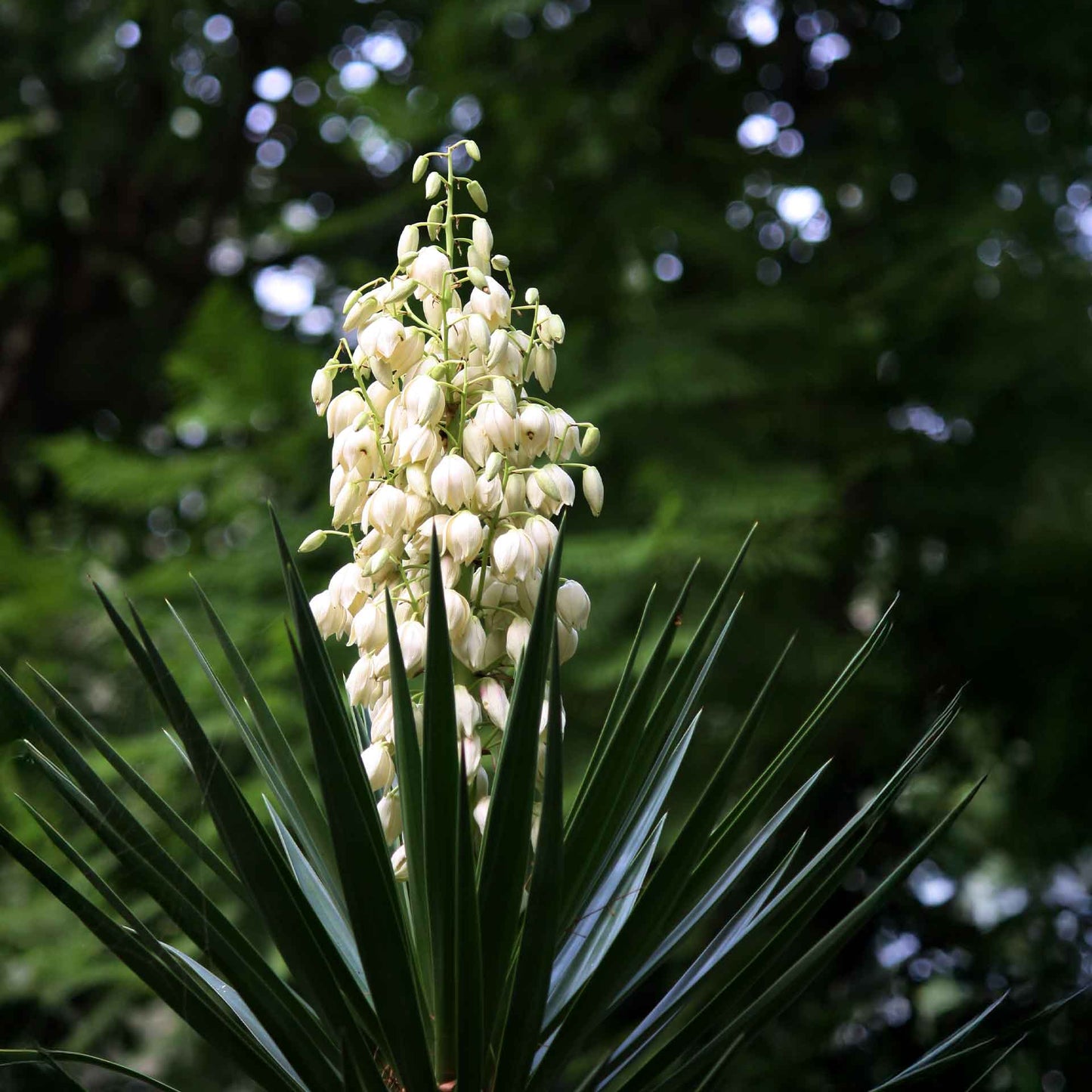 Adam’s Needle Yucca in 3.5” Nursery Cubes (Yucca filamentosa)