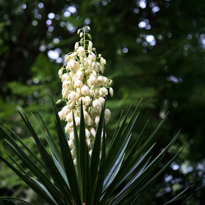 Adam’s Needle Yucca in 3.5” Nursery Cubes (Yucca filamentosa)