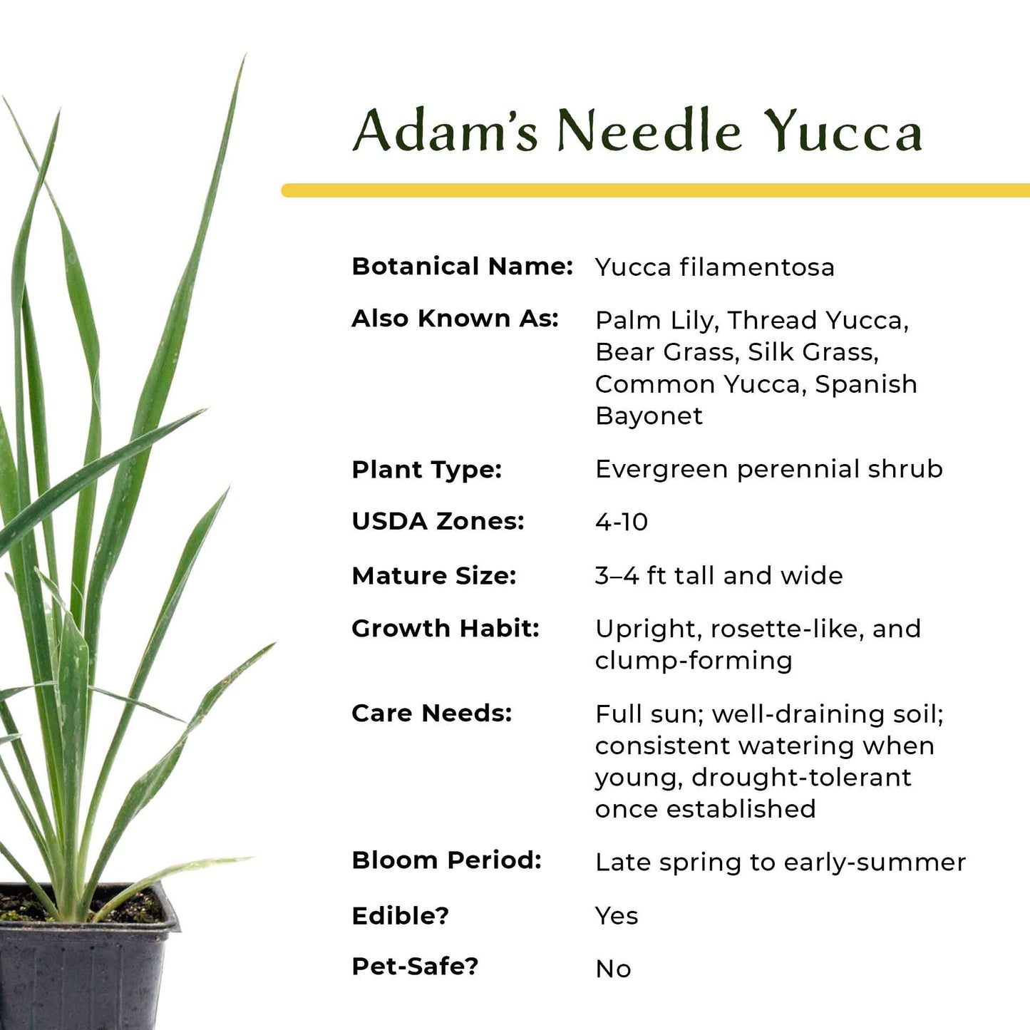 Adam’s Needle Yucca in 3.5” Nursery Cubes (Yucca filamentosa)