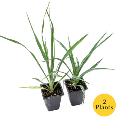Adam’s Needle Yucca in 3.5” Nursery Cubes (Yucca filamentosa)