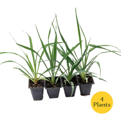 Adam’s Needle Yucca in 3.5” Nursery Cubes (Yucca filamentosa)