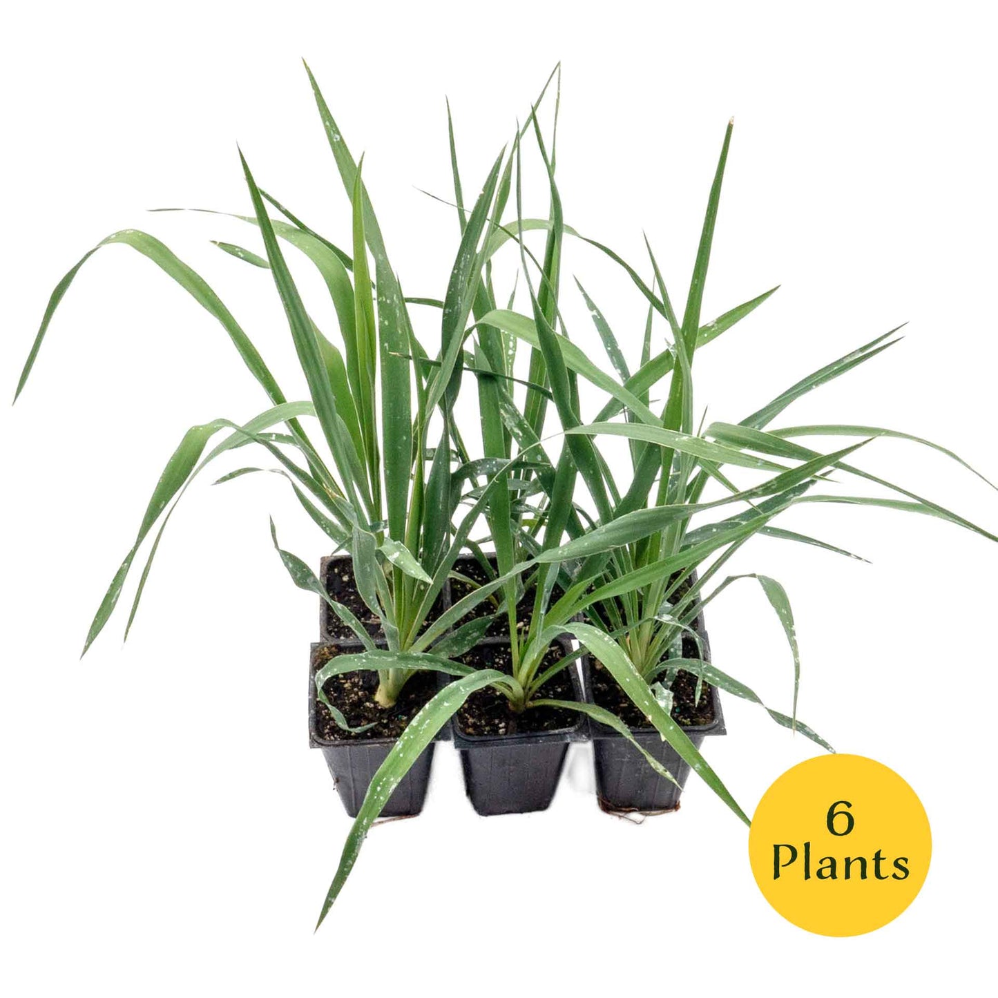 Adam’s Needle Yucca in 3.5” Nursery Cubes (Yucca filamentosa)