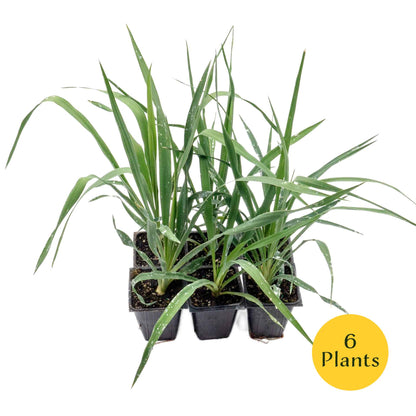 Adam’s Needle Yucca in 3.5” Nursery Cubes (Yucca filamentosa)