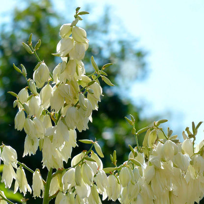 Adam’s Needle Yucca in 3.5” Nursery Cubes (Yucca filamentosa)