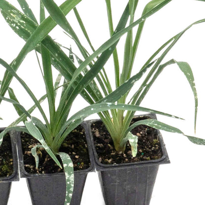 Adam’s Needle Yucca in 3.5” Nursery Cubes (Yucca filamentosa)