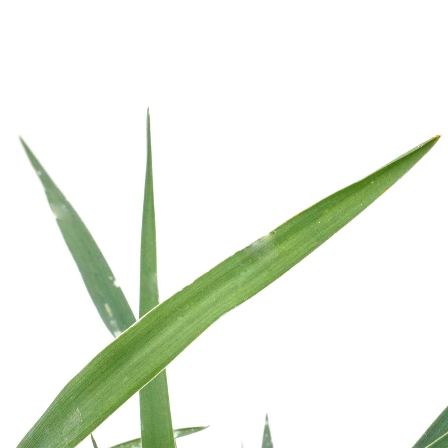 Adam’s Needle Yucca in 3.5” Nursery Cubes (Yucca filamentosa)