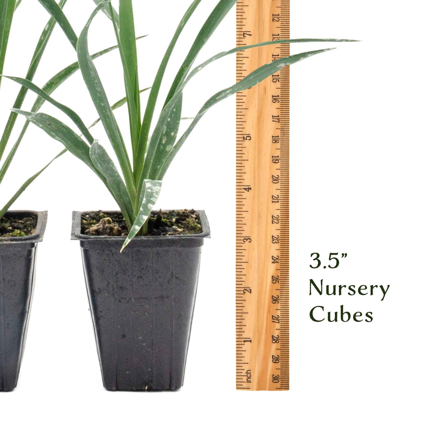 Adam’s Needle Yucca in 3.5” Nursery Cubes (Yucca filamentosa)