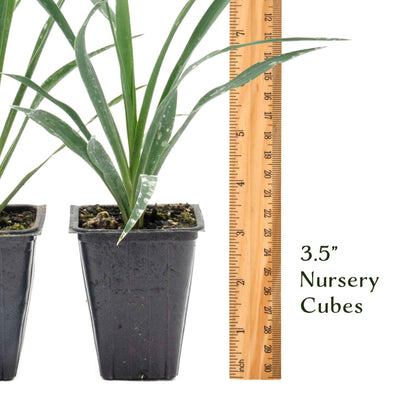 Adam’s Needle Yucca in 3.5” Nursery Cubes (Yucca filamentosa)