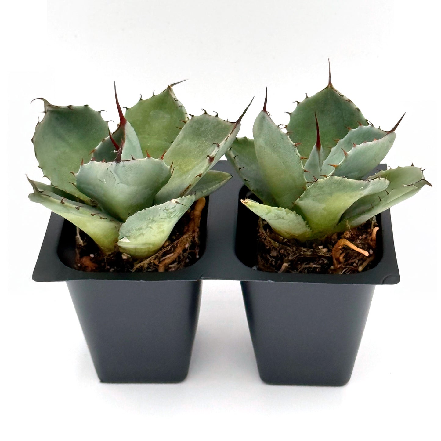 Parry's Agave | Live Succulent in 2.5 Inch Nursery Cube | Agave Parryi