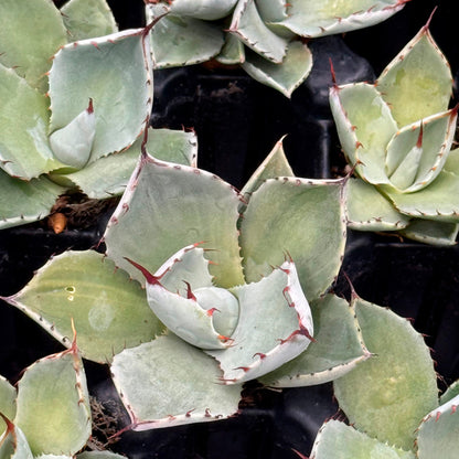 Parry's Agave | Live Succulent in 2.5 Inch Nursery Cube | Agave Parryi