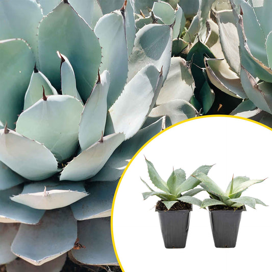 2 Artichoke Agave Succulent Plants in 3.5” Cubes | Blue-Gray Rosette Evergreen Succulent for Landscaping & Pots (Agave parryi var. truncata)