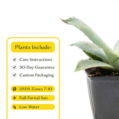 2 Artichoke Agave Succulent Plants in 3.5” Cubes | Blue-Gray Rosette Evergreen Succulent for Landscaping & Pots (Agave parryi var. truncata)