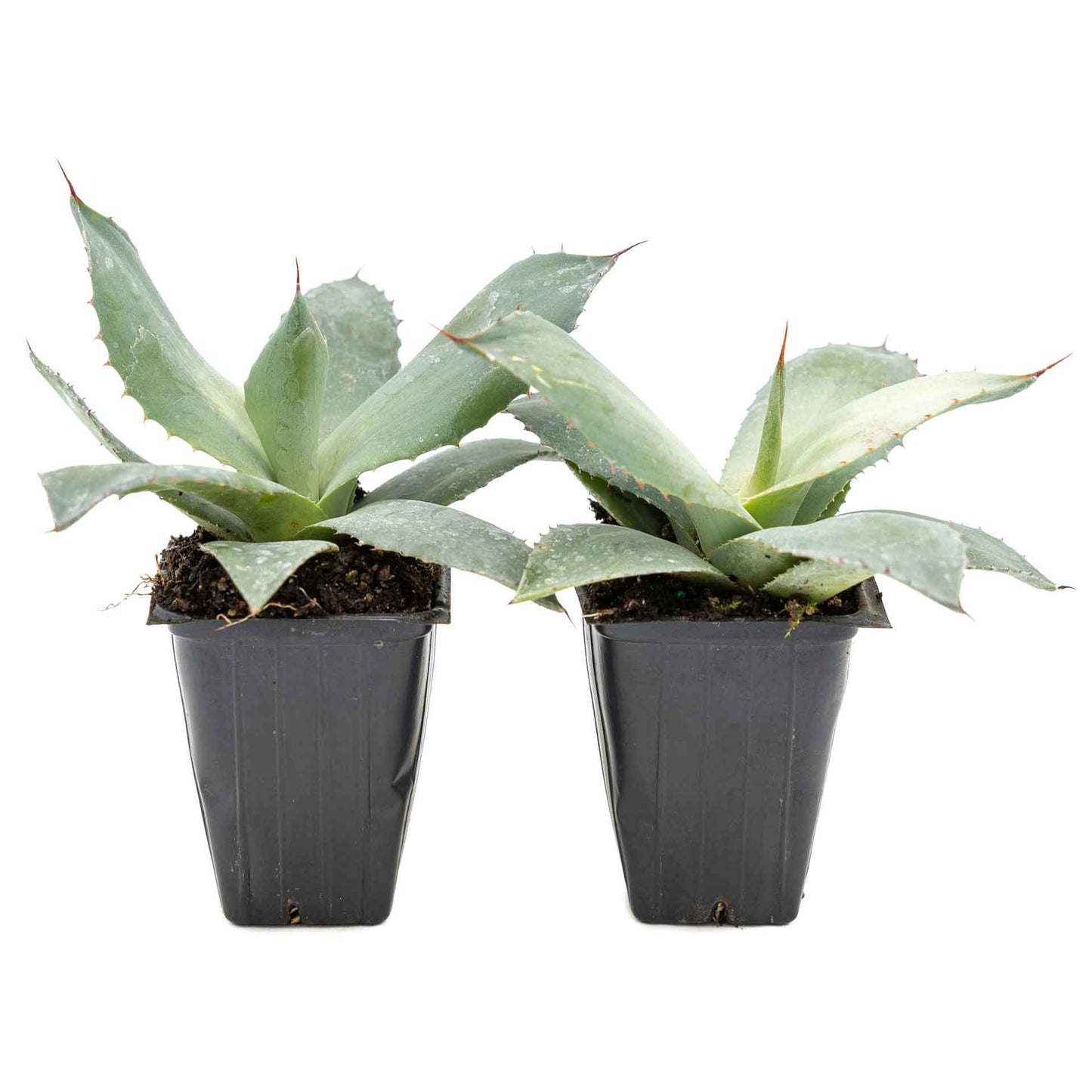 2 Artichoke Agave Succulent Plants in 3.5” Cubes | Blue-Gray Rosette Evergreen Succulent for Landscaping & Pots (Agave parryi var. truncata)