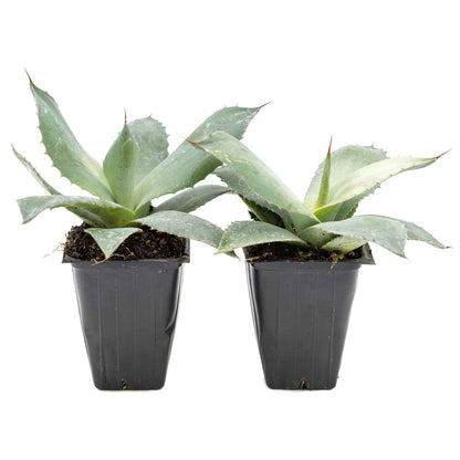 2 Artichoke Agave Succulent Plants in 3.5” Cubes | Blue-Gray Rosette Evergreen Succulent for Landscaping & Pots (Agave parryi var. truncata)