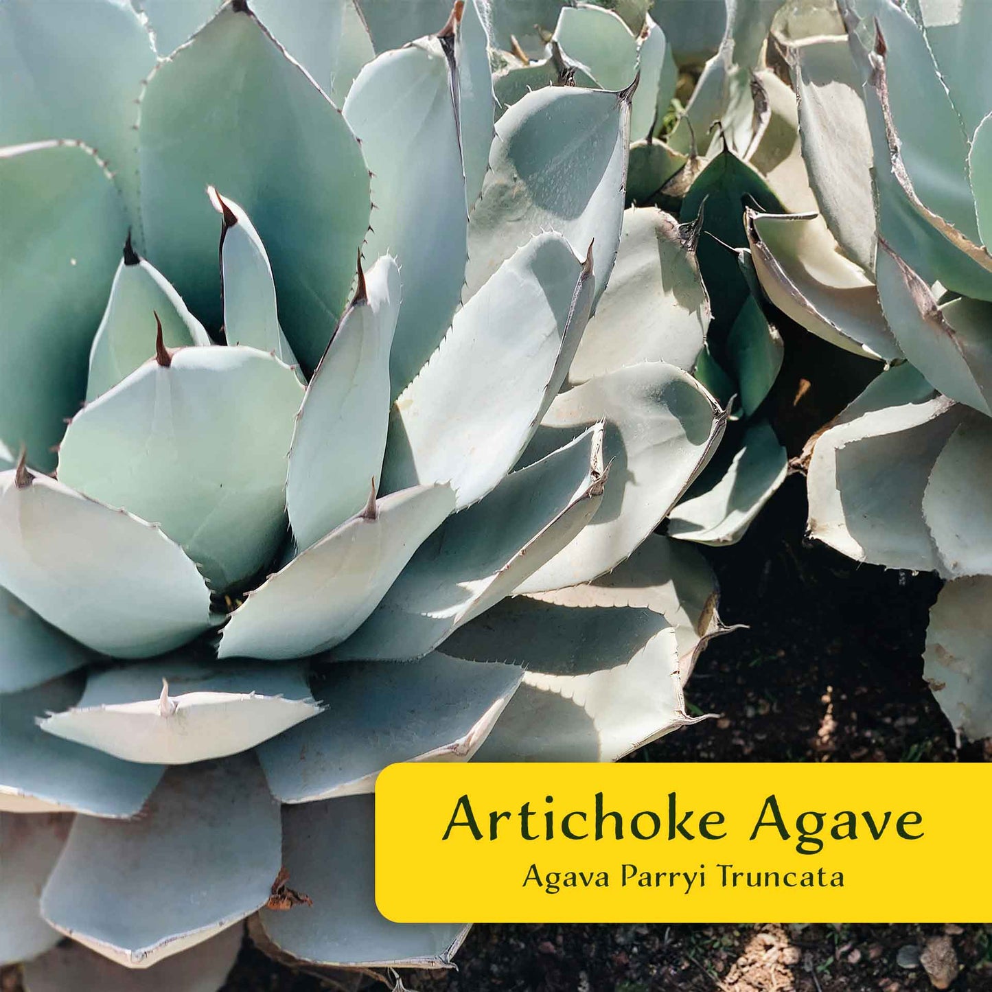 2 Artichoke Agave Succulent Plants in 3.5” Cubes | Blue-Gray Rosette Evergreen Succulent for Landscaping & Pots (Agave parryi var. truncata)
