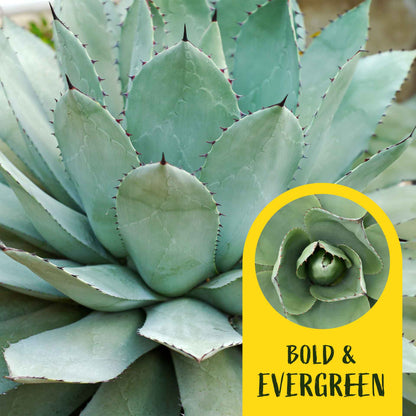 2 Artichoke Agave Succulent Plants in 3.5” Cubes | Blue-Gray Rosette Evergreen Succulent for Landscaping & Pots (Agave parryi var. truncata)