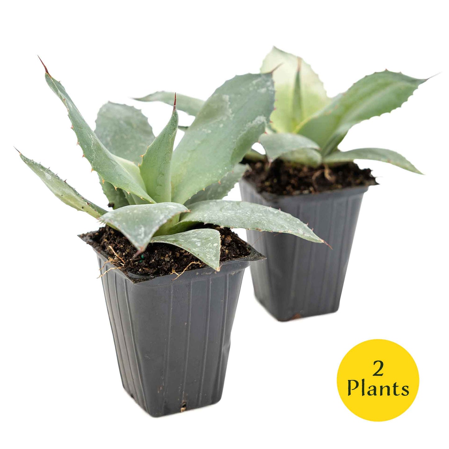 2 Artichoke Agave Succulent Plants in 3.5” Cubes | Blue-Gray Rosette Evergreen Succulent for Landscaping & Pots (Agave parryi var. truncata)