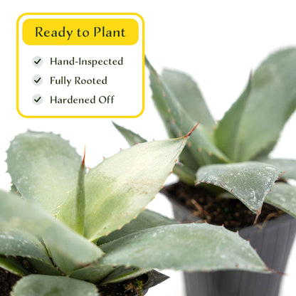 2 Artichoke Agave Succulent Plants in 3.5” Cubes | Blue-Gray Rosette Evergreen Succulent for Landscaping & Pots (Agave parryi var. truncata)