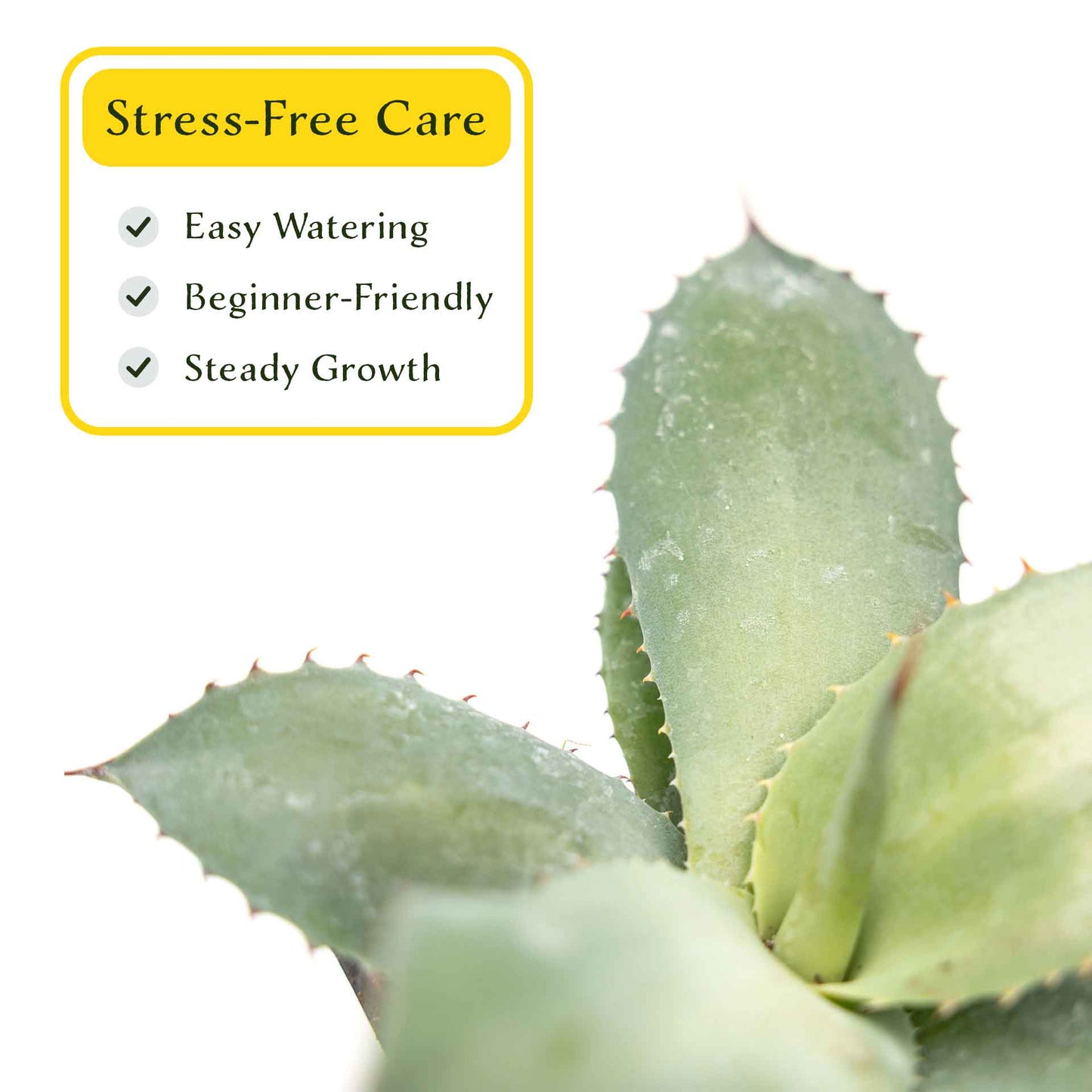 2 Artichoke Agave Succulent Plants in 3.5” Cubes | Blue-Gray Rosette Evergreen Succulent for Landscaping & Pots (Agave parryi var. truncata)