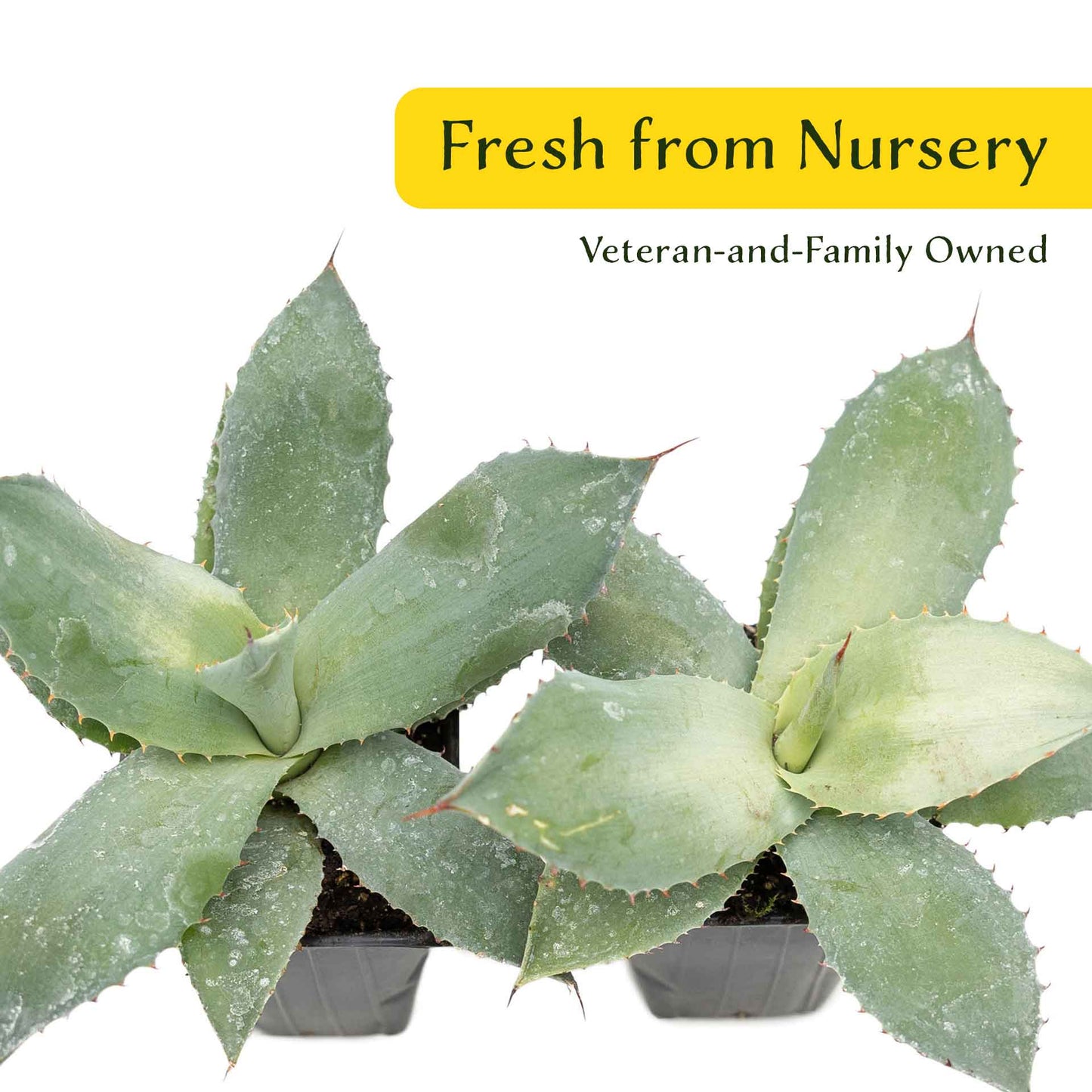 2 Artichoke Agave Succulent Plants in 3.5” Cubes | Blue-Gray Rosette Evergreen Succulent for Landscaping & Pots (Agave parryi var. truncata)