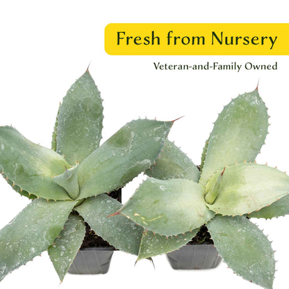 2 Artichoke Agave Succulent Plants in 3.5” Cubes | Blue-Gray Rosette Evergreen Succulent for Landscaping & Pots (Agave parryi var. truncata)