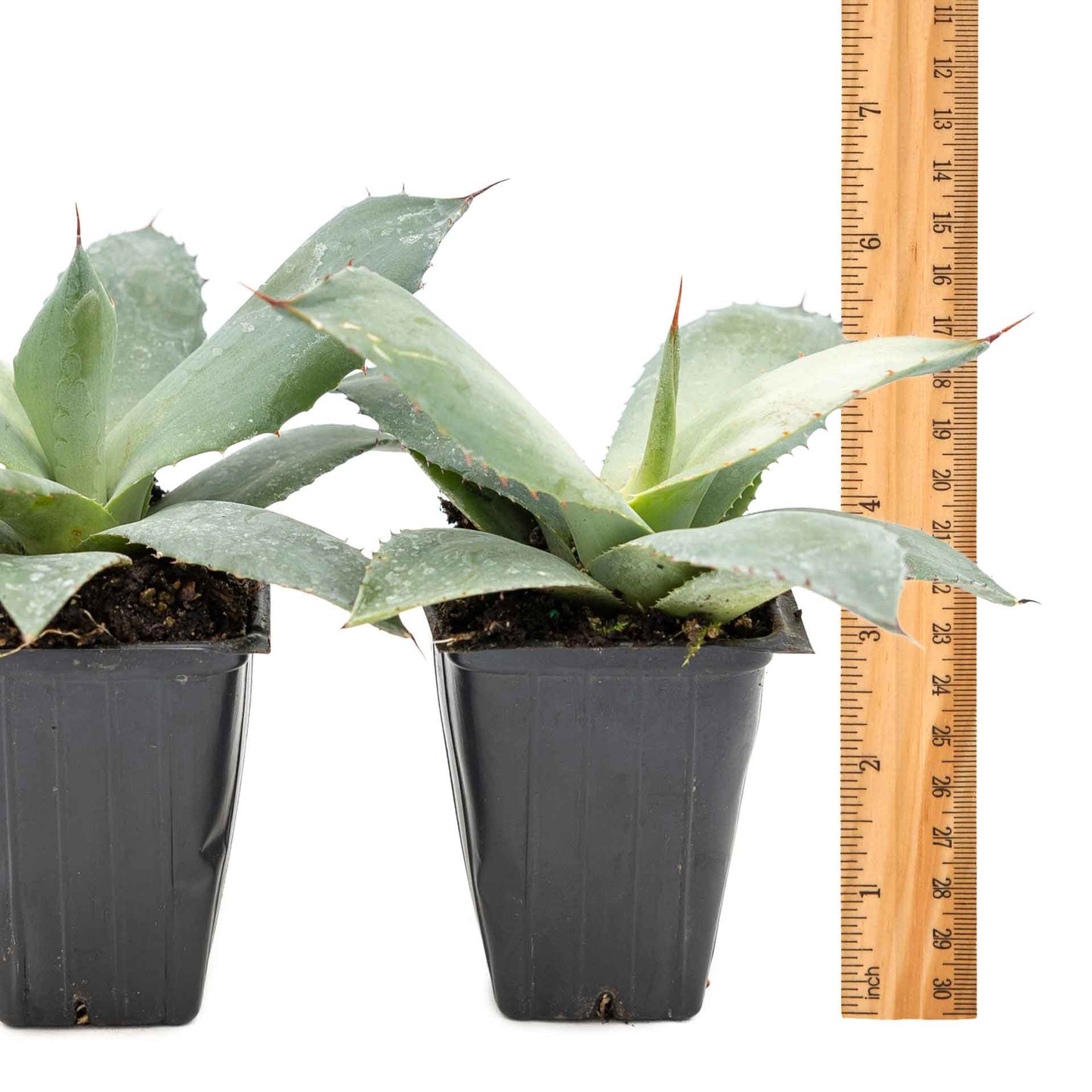2 Artichoke Agave Succulent Plants in 3.5” Cubes | Blue-Gray Rosette Evergreen Succulent for Landscaping & Pots (Agave parryi var. truncata)